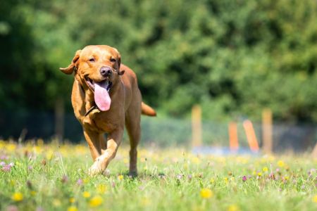 Four Legged Friends Petcare - running dog with tongue out.jpg