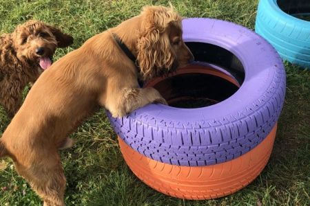 Four Legged Friends Petcare - dogs playing with coloured tyres.jpg