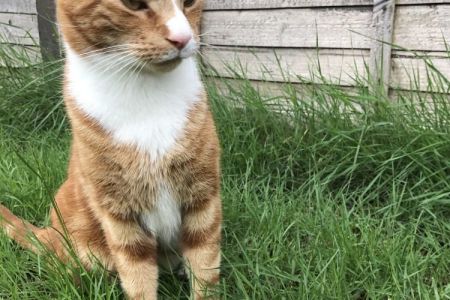 Four Legged Friends Petcare - ginger cat in garden.jpg