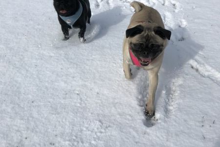 Four Legged Friends Petcare - 2 happy dogs in the snow.jpg