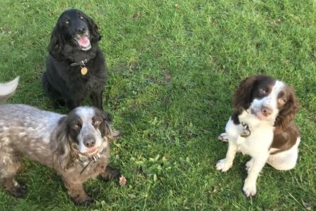 Four Legged Friends Petcare - 3 happy dogs in a field.jpg