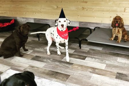Four Legged Friends Petcare - happy birthday doggo.jpg