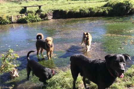 Four Legged Friends Petcare - group of dogs in stream.jpg