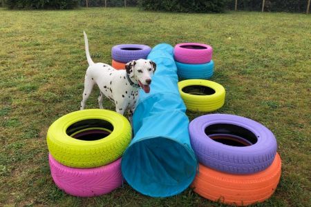 Four Legged Friends Petcare - dog at daycare with tunnel and tyres.jpg
