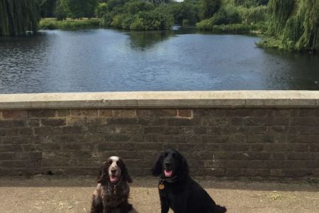 Four Legged Friends Petcare - two dogs by lake.jpg