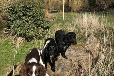 Four Legged Friends Petcare - happy dogs on country walk.jpg