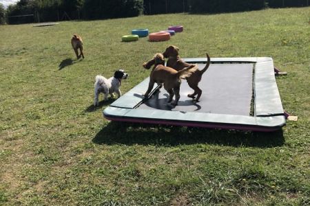 Four Legged Friends Petcare - happy dogs on trampoline.jpg