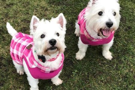 Four Legged Friends Petcare - two white Westies in pink coats.jpg