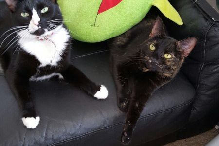 Four Legged Friends Petcare - cat on the sofa.jpg