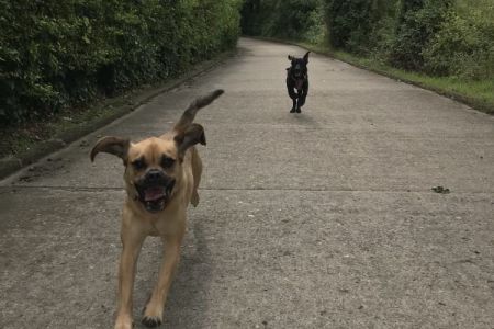 Four Legged Friends Petcare - 2 happy dogs running.jpg