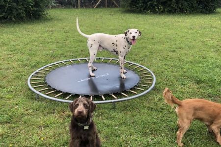 Four Legged Friends Petcare - dogs playing on trampoline.jpg