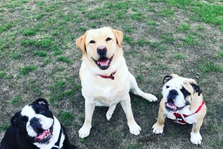 Four Legged Friends Petcare - 3 happy dogs.jpg