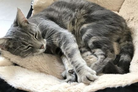 Four Legged Friends Petcare - grey cat sleeping.jpg