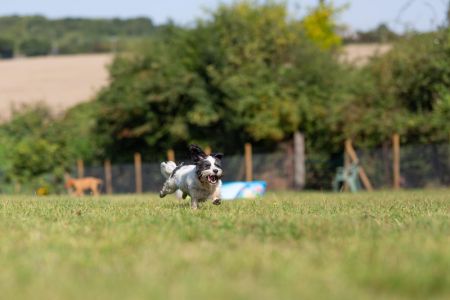 Four Legged Friends Petcare - happy small black and white dog running.jpg