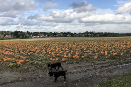 Four Legged Friends Petcare - 2 small dogs in pumpkin field.jpg