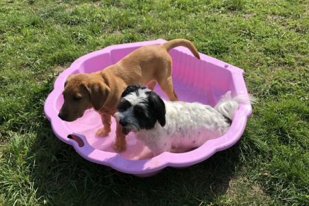Four Legged Friends Petcare - dogs in paddling pool.jpg