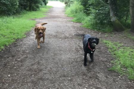 Four Legged Friends Petcare - two happy dogs on country walk.jpg