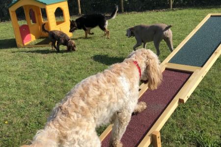 Four Legged Friends Petcare - daycare dog running up ramp.jpg