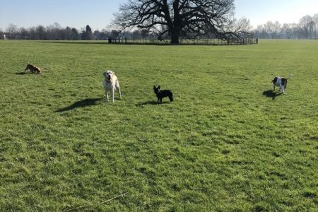 Four Legged Friends Petcare -  dogs running around a field.jpg
