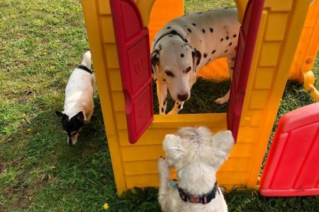 Four Legged Friends Petcare - dogs playing in playhouse.jpg