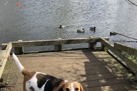 Four Legged Friends Petcare - beagle with ducks.jpg