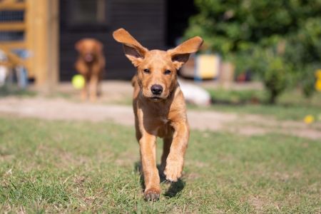 Four Legged Friends Petcare - gorgeous brown dog running ears flapping.jpg