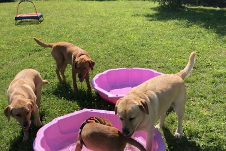 Four Legged Friends Petcare - big group of dogs in paddling pools.jpg