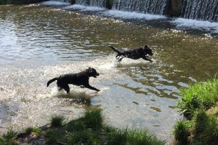 Four Legged Friends Petcare - 2 black dogs running in water.jpg