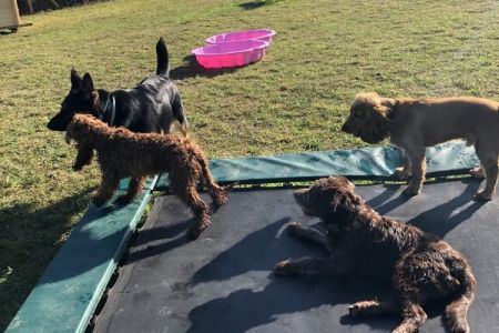 Four Legged Friends Petcare - happy dogs on a trampoline.jpg