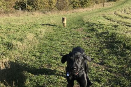 Four Legged Friends Petcare - dogs running through countryside.jpg