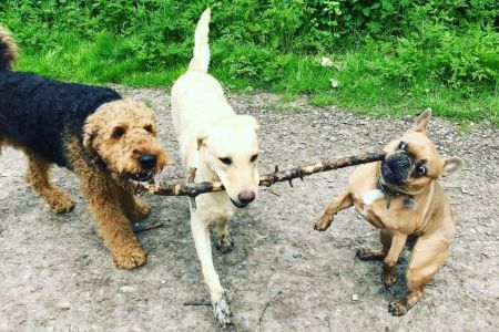 Four Legged Friends Petcare - 3 dogs with a big stick.jpg