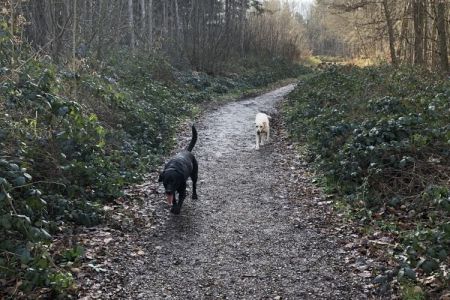 Four Legged Friends Petcare - dog on country walk on path.jpg